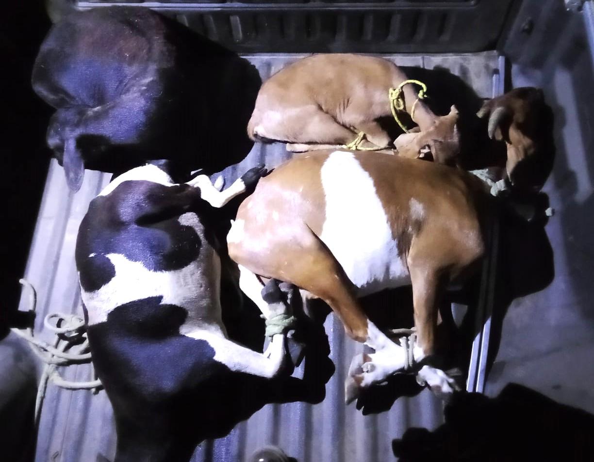 Polícia recupera animais furtados e efetuam prisão